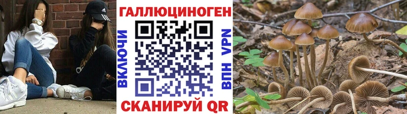 Псилоцибиновые грибы мицелий  купить наркоту  Будённовск 